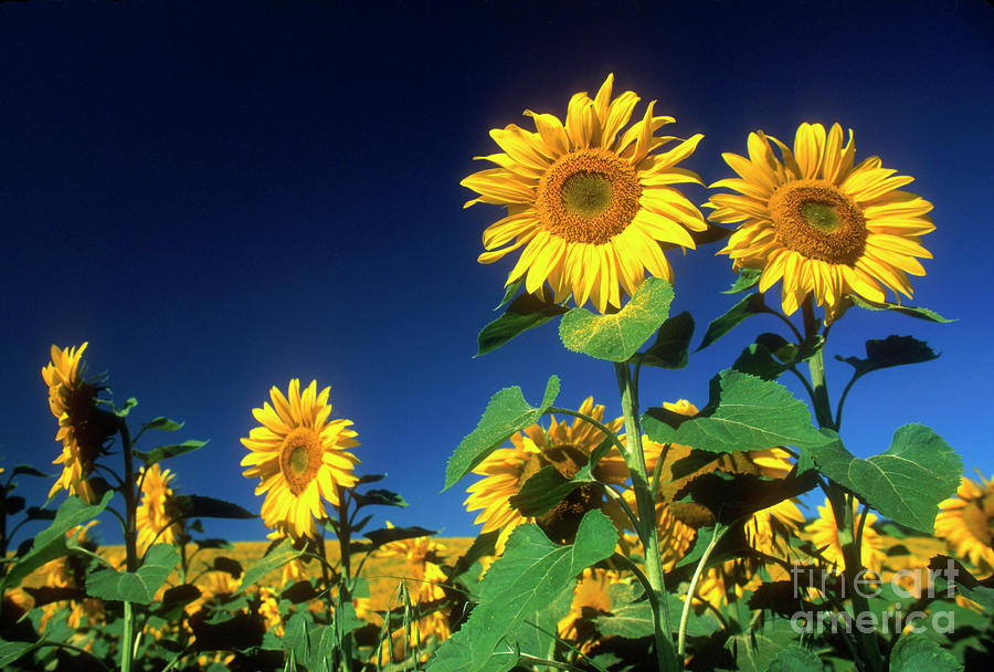 Blue Sky Photograph - Sunflowers  #7 by Bernard Jaubert