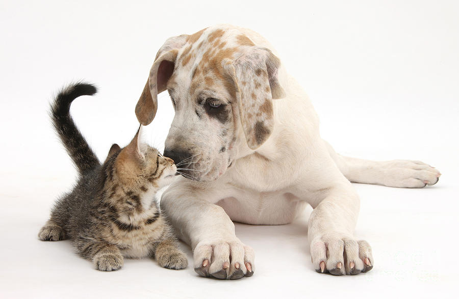 Tabby Kitten & Great Dane Pup #7 Photograph by Mark Taylor