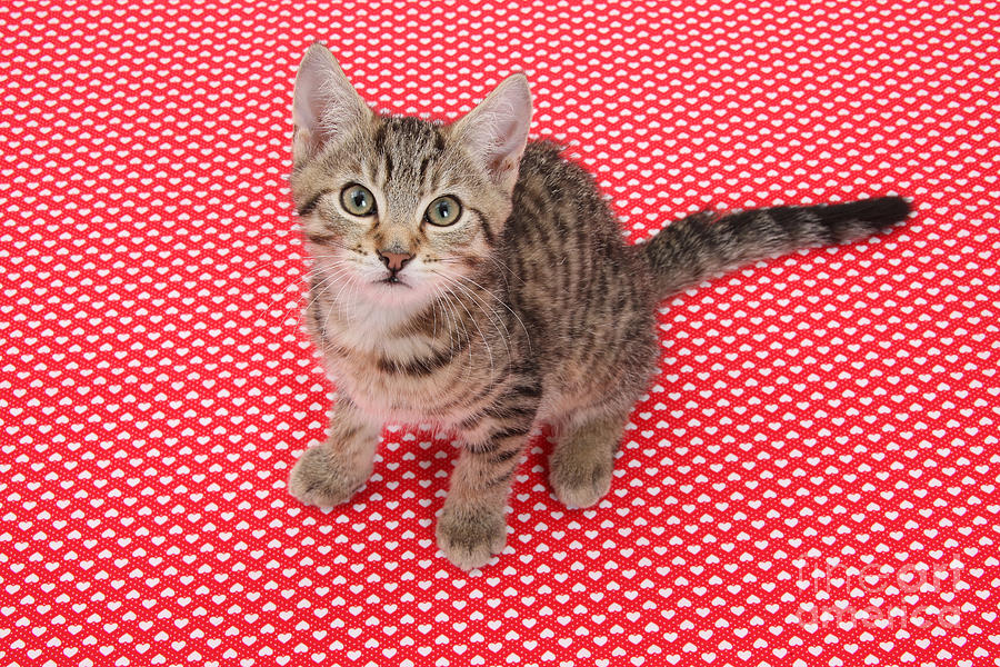Tabby Kitten #7 Photograph by Mark Taylor