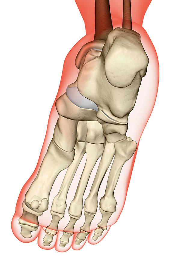 The Bones Of The Foot #7 Digital Art by MedicalRF.com