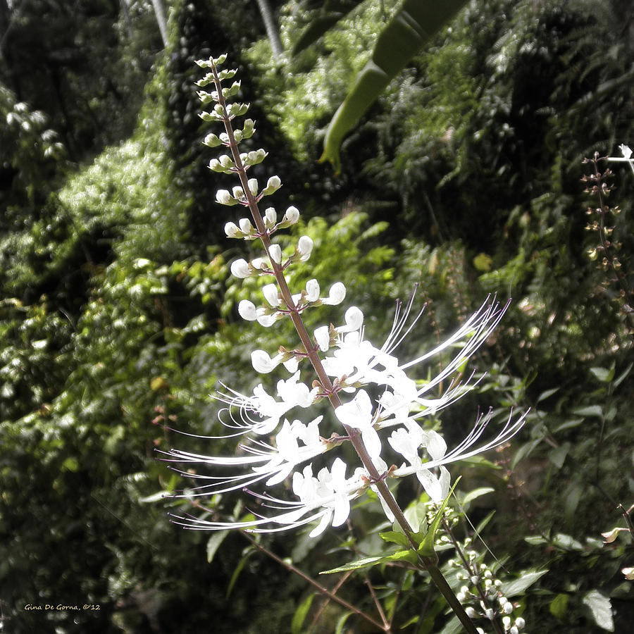 Tropical Flower #7 Photograph by Gina De Gorna
