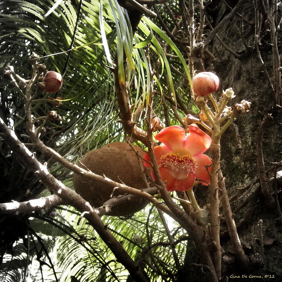 Tropical Flowers #7 Photograph by Gina De Gorna