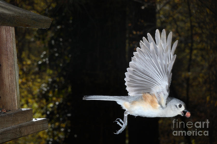 Titmouse Photograph - Tufted Titmouse In Flight #7 by Ted Kinsman