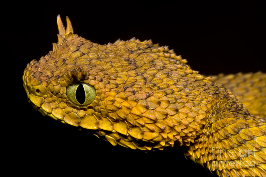 Snake Photograph - Usambara Eyelash Bush Viper #7 by Dante Fenolio