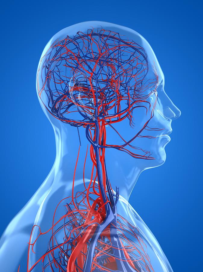 Vascular System, Artwork #7 Digital Art by Sciepro