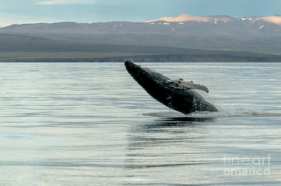 Whale Jumping #7 Photograph by Jorgen Norgaard