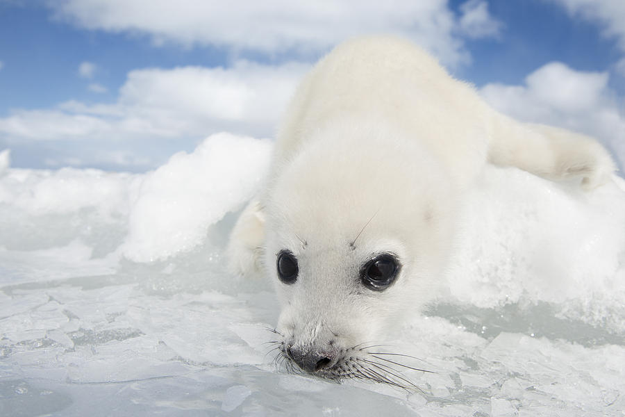 harp seal pup cute