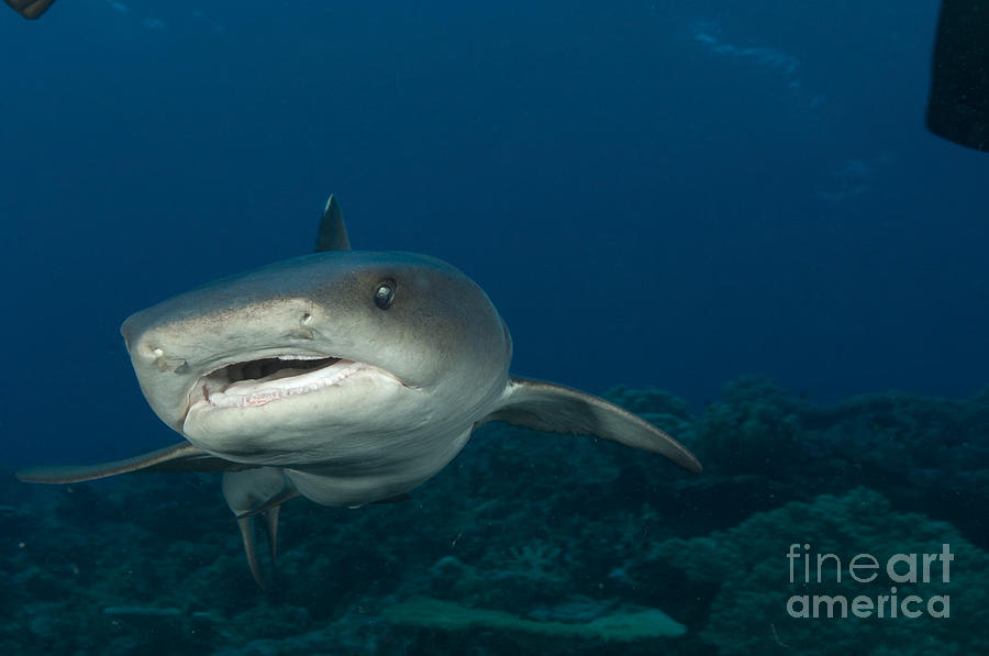 Whitetip Reef Shark, Kimbe Bay, Papua #7 Photograph by Steve Jones