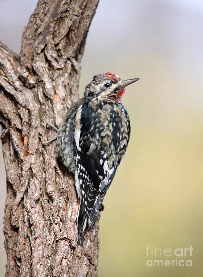 Yellow-bellied Sapsucker #7 Photograph by Jack R Brock