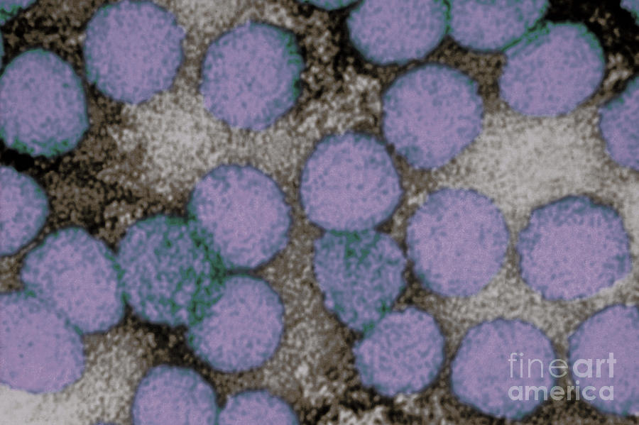 Yellow Fever Virus, Tem #7 Photograph by Science Source