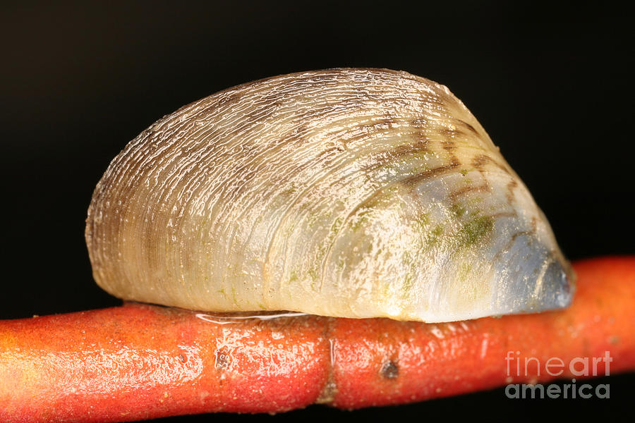 Zebra Mussel #12 Photograph by Ted Kinsman