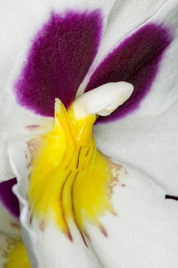 Orchid Photograph - Exotic Orchids of C Ribet #70 by C Ribet