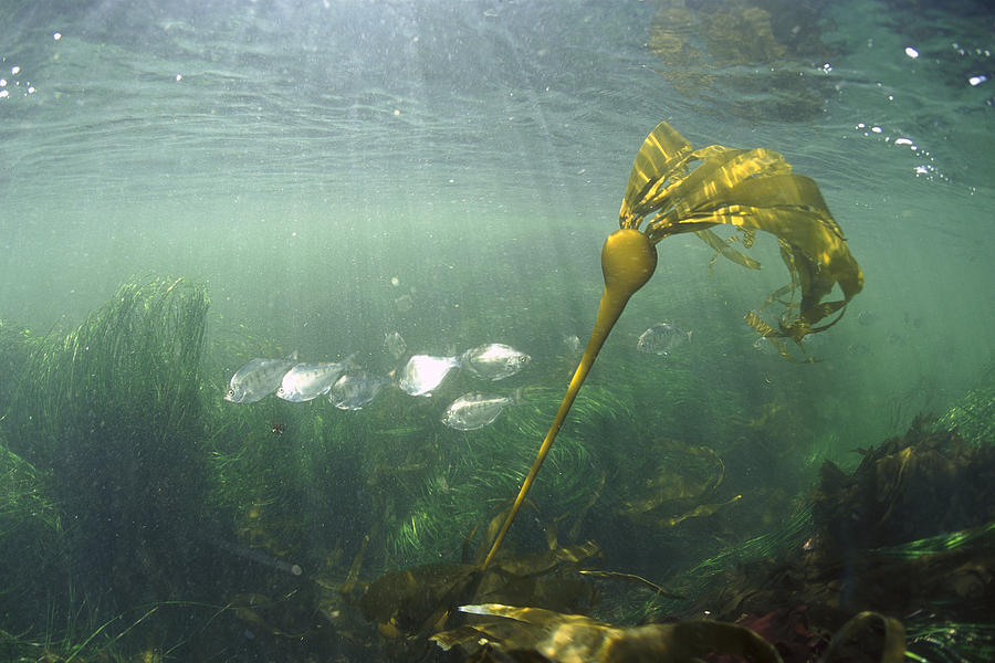 Bull Kelp in Clayoquot Sound Photograph by Flip Nicklin