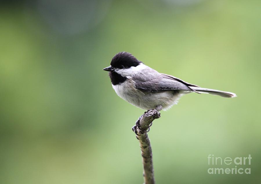Black-capped Chickadee #71 Photograph by Jack R Brock