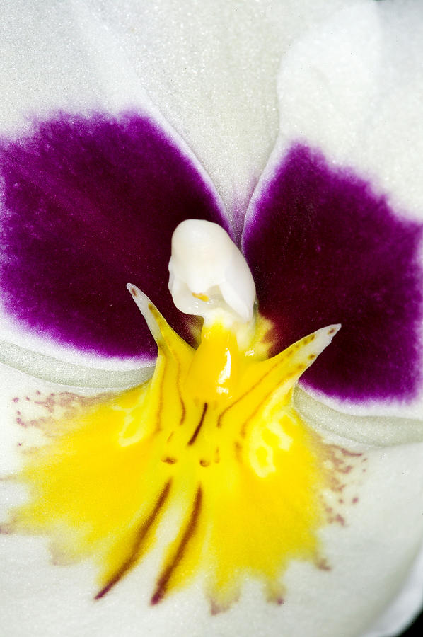 Exotic Orchids of C Ribet #71 Photograph by C Ribet