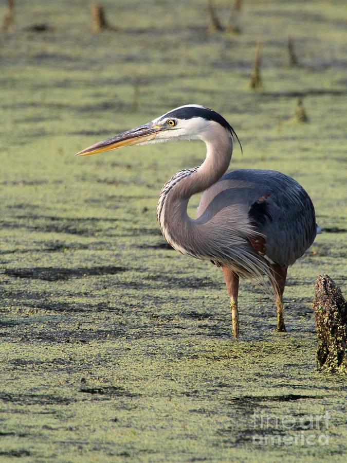 Great Blue Heron #71 Photograph by Jack R Brock