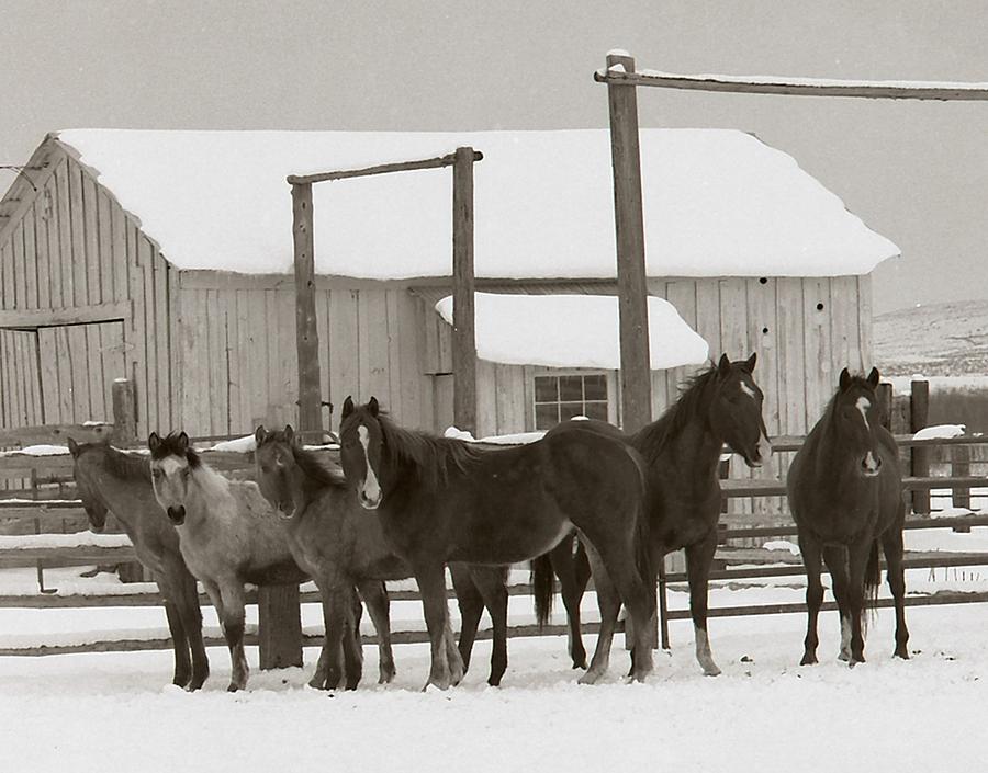 71 Ranch Photograph by Diane Bohna