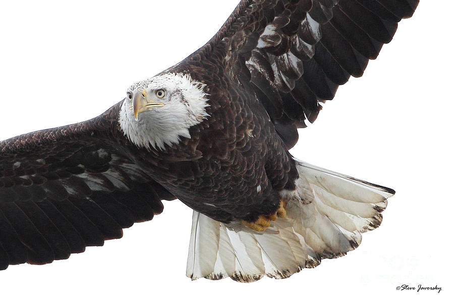 Bald Eagle #72 Photograph by Steve Javorsky