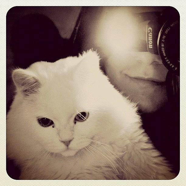 Cat Photograph - Instagram Photo #721344691275 by Ghada Abdulkhaleq