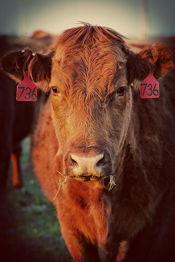 736 Red Angus Photograph by Thomas Zimmerman