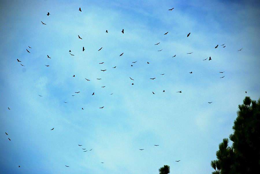 74 Turkey Vultures Photograph by Eric Tressler