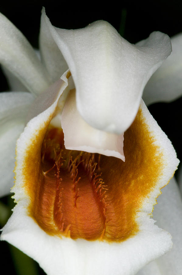 Orchid Photograph - Exotic Orchids of C Ribet #75 by C Ribet