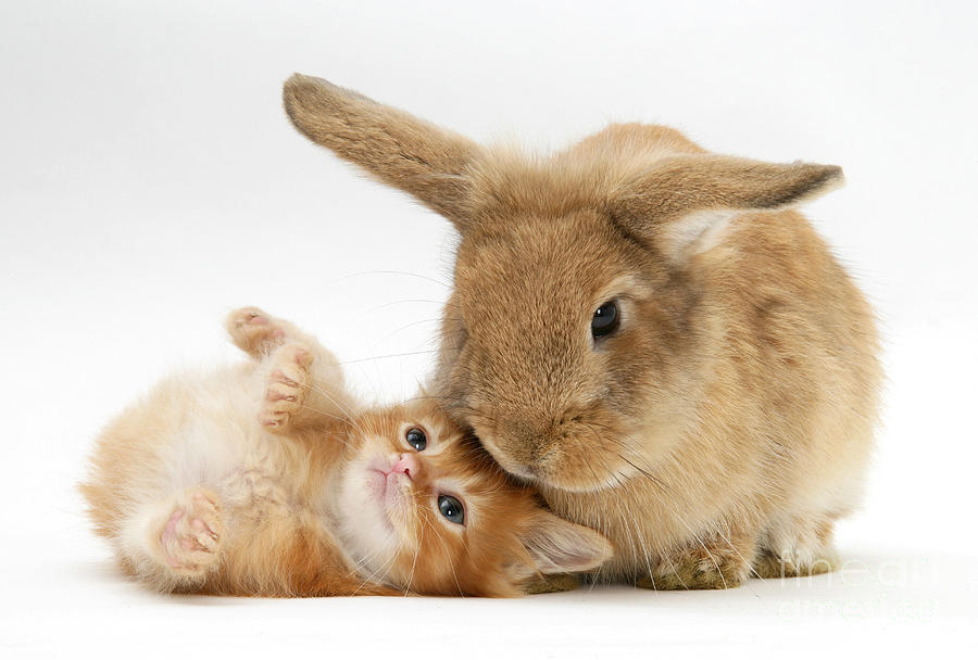 Kitten And Rabbit #23 Photograph by Mark Taylor