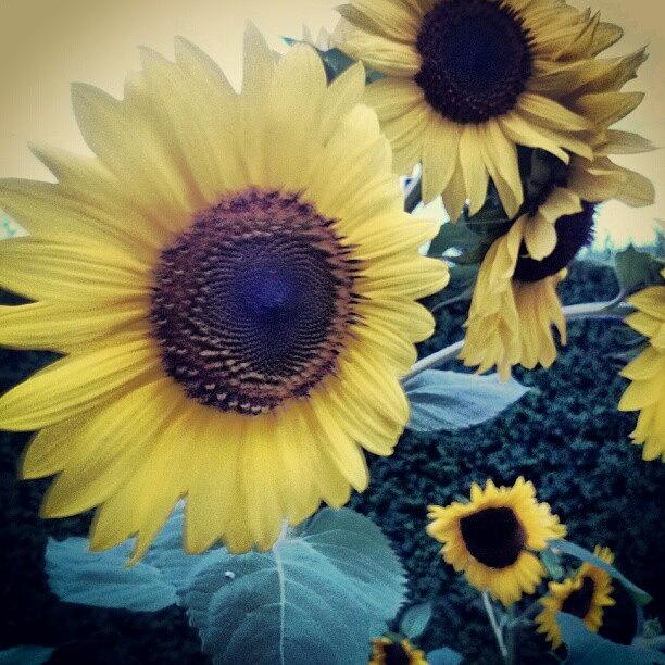 Sunflower Photograph - Instagram Photo #781347927307 by Hayley Piche
