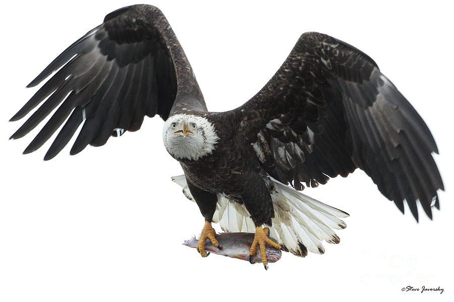 Bald Eagle #79 Photograph by Steve Javorsky