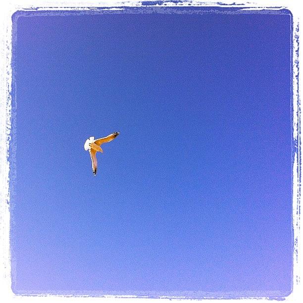 Bird Photograph - 空を飛ぶ鳥のように... #iphone4 #8 by Morley🇯🇵♂ もーりー∞♂
