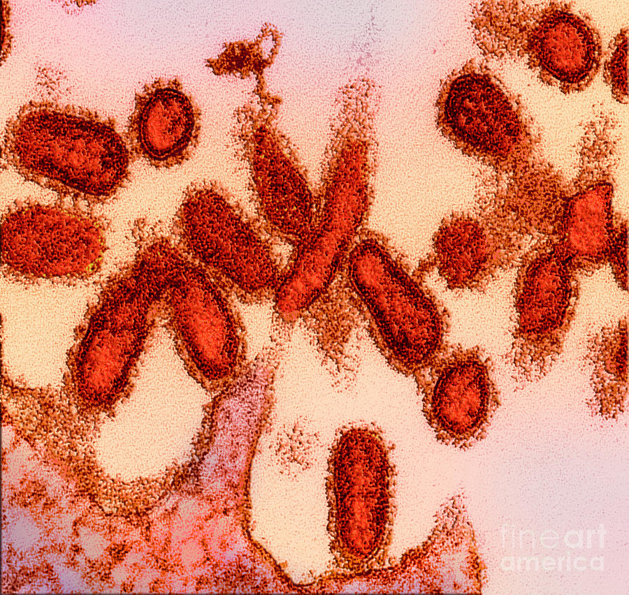 1918 Influenza Virions #8 Photograph by Science Source