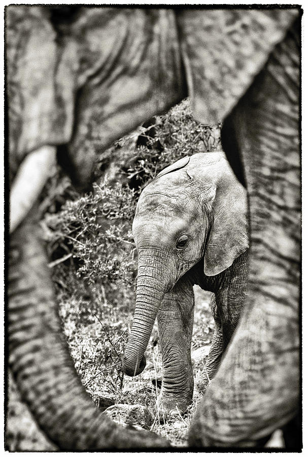 African Elephant in the Masai Mara #7 Photograph by Perla Copernik