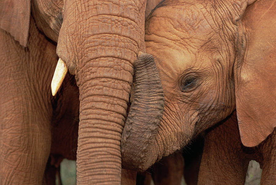 African Elephant Loxodonta Africana #8 Photograph by Gerry Ellis