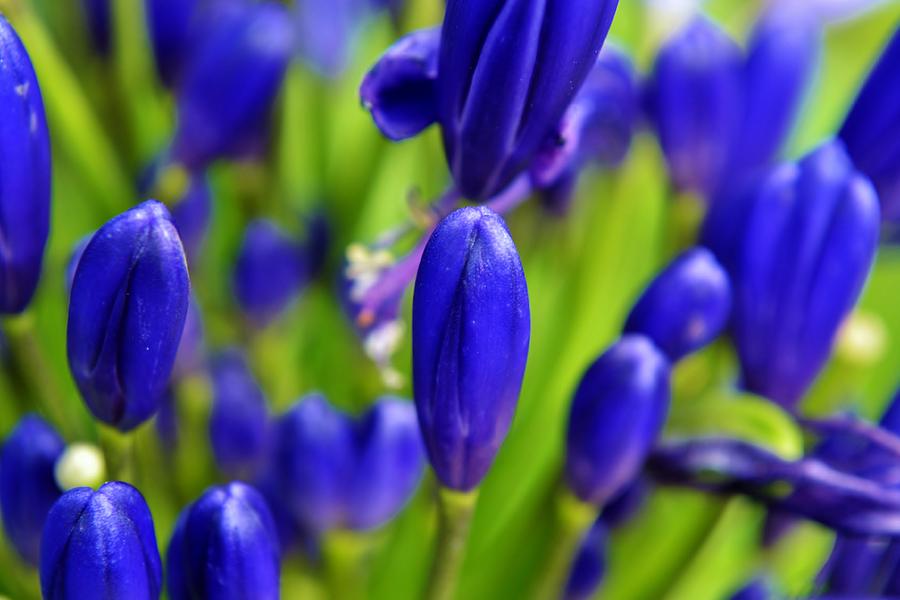 Agapanthus campanulatus Photograph by Werner Lehmann - Fine Art America