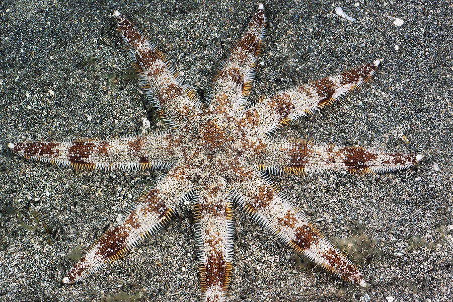 8 Armed Sea Star Photograph by Dave Fleetham