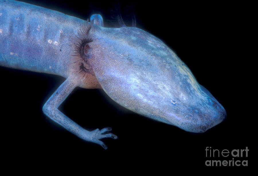 Animal Photograph - Austin Blind Salamander #8 by Dante Fenolio