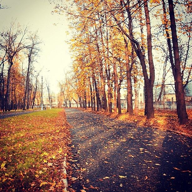 Nature Photograph - Autumn Park #wood #trees #walk #nature #8 by Grigorii Arzhanykh