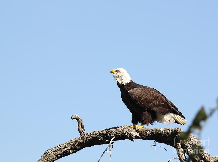 Bald Eagle #8 Photograph by Jack R Brock