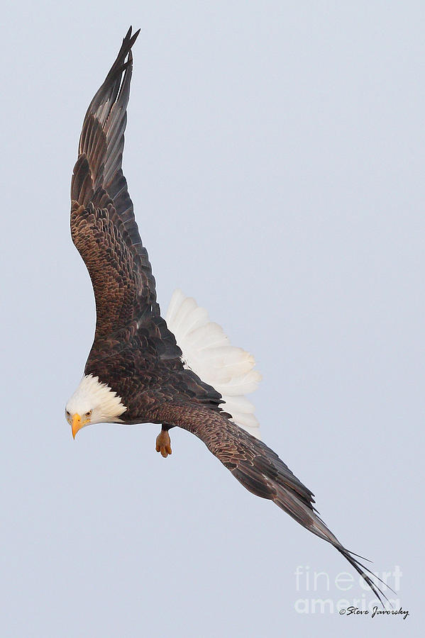 Bald Eagle #8 Photograph by Steve Javorsky