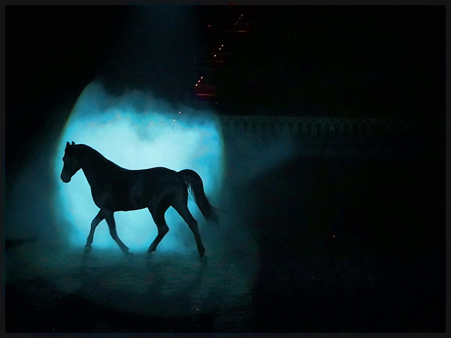 Black Stallion Photograph by Dulce Levitz