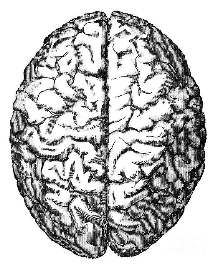 Brain #12 Photograph by Science Source