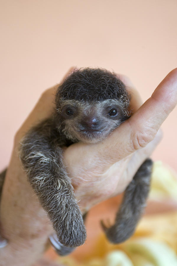 Brown-throated Three-toed Sloth #8 Photograph by Suzi Eszterhas