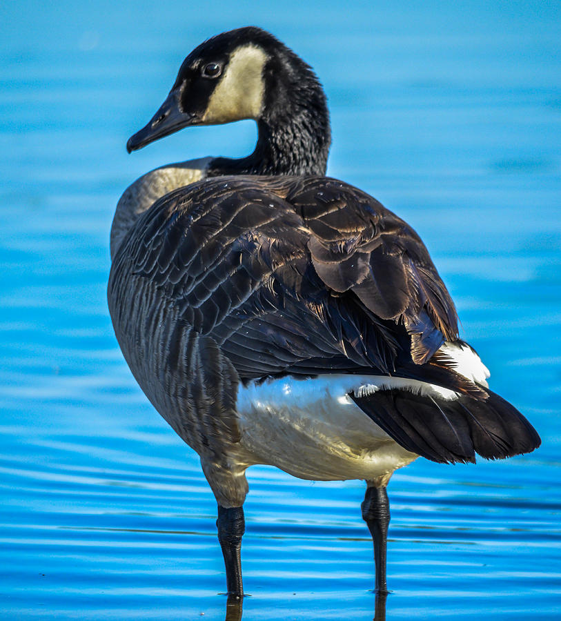 Canadian Goose #16 Photograph by Brian Stevens