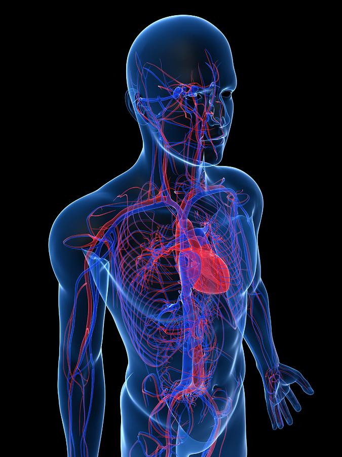 Skeleton Photograph - Cardiovascular System, Artwork #8 by Sciepro