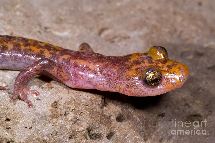 Wildlife Photograph - Cave Salamander #8 by Dante Fenolio