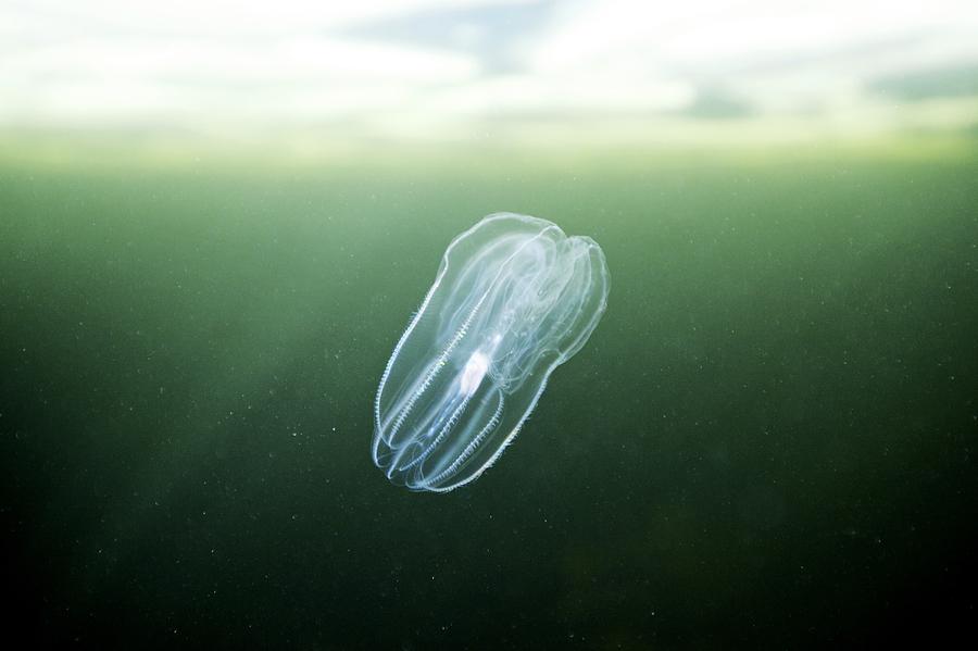 Comb Jelly Photograph By Alexander Semenov - Fine Art America