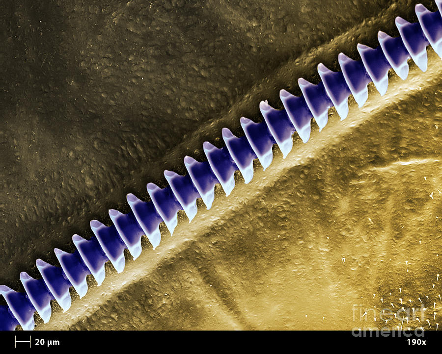 Cricket Sound Comb, Sem #8 Photograph by Ted Kinsman