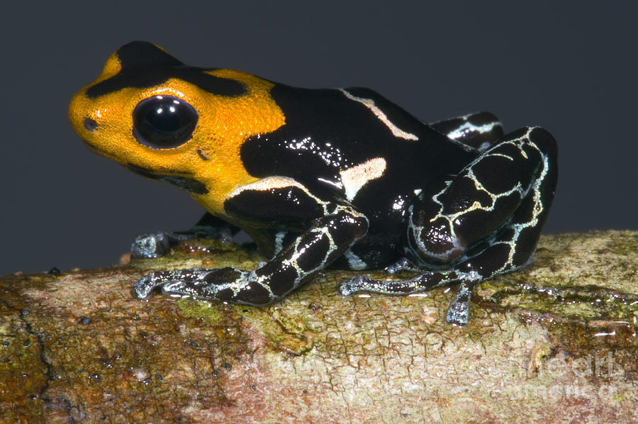 Crowned Poison Frog #8 Photograph by Dante Fenolio