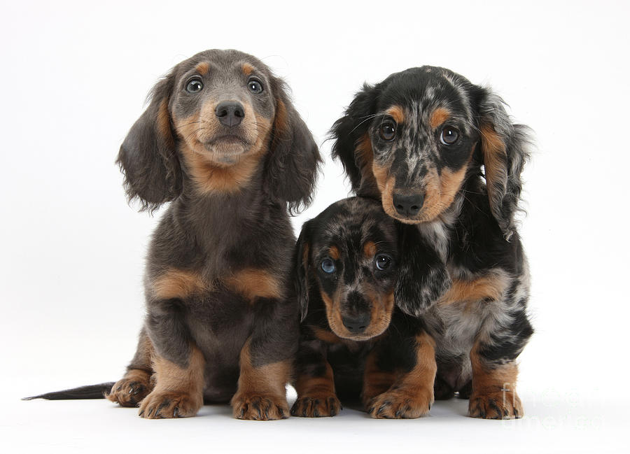 Dachshund Pups #5 Photograph by Mark Taylor