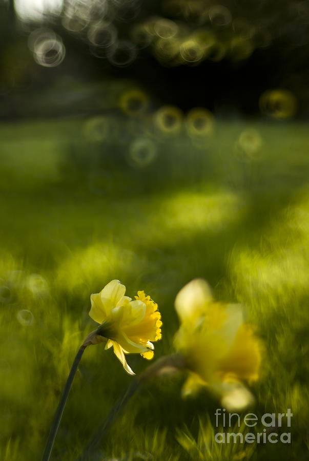 Daffodils #8 Photograph by Ang El